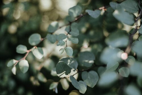 Judy Pham
